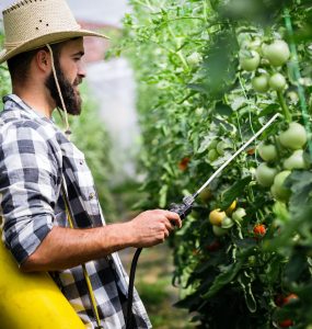 Man spraying tomato plant in greenhouse
